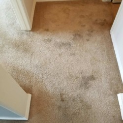 Carpet Cleaning Before