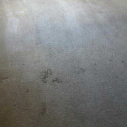 Carpet Cleaning Before