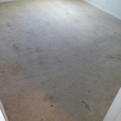 Carpet Cleaning Before