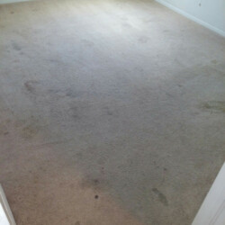 Carpet Cleaning Before