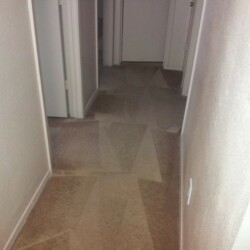 Houston Carpet Dye After