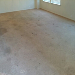 Houston Carpet Dye Before