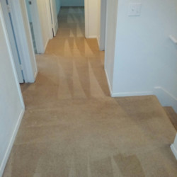 Houston Carpet Dye After