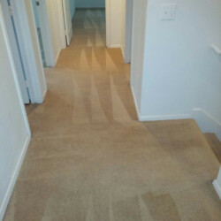 Houston Carpet Dye After