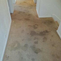 Houston Carpet Dye Before