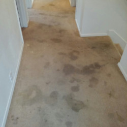 Houston Carpet Dye Before